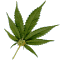 :canna: